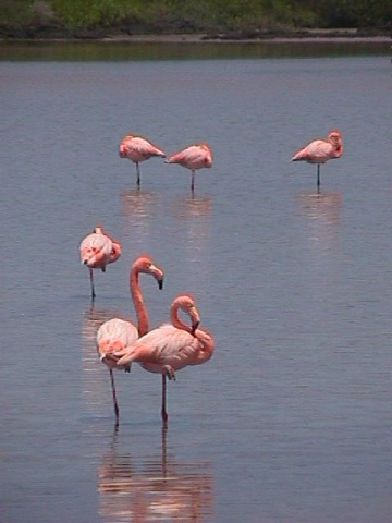 Flamingos